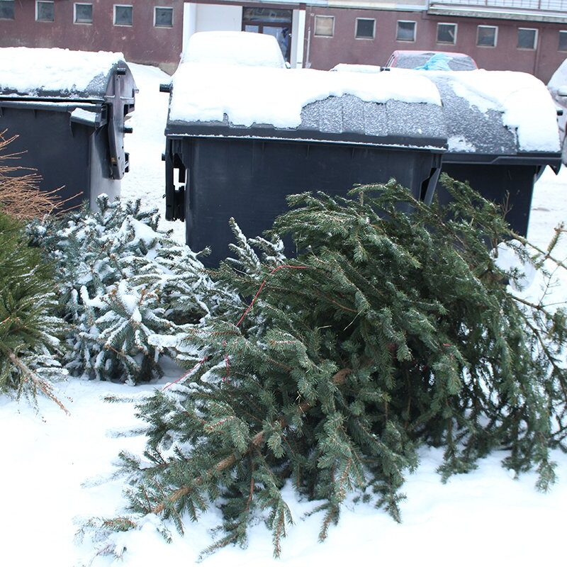 Christmas Waste: Christmas trees outside next to the bins